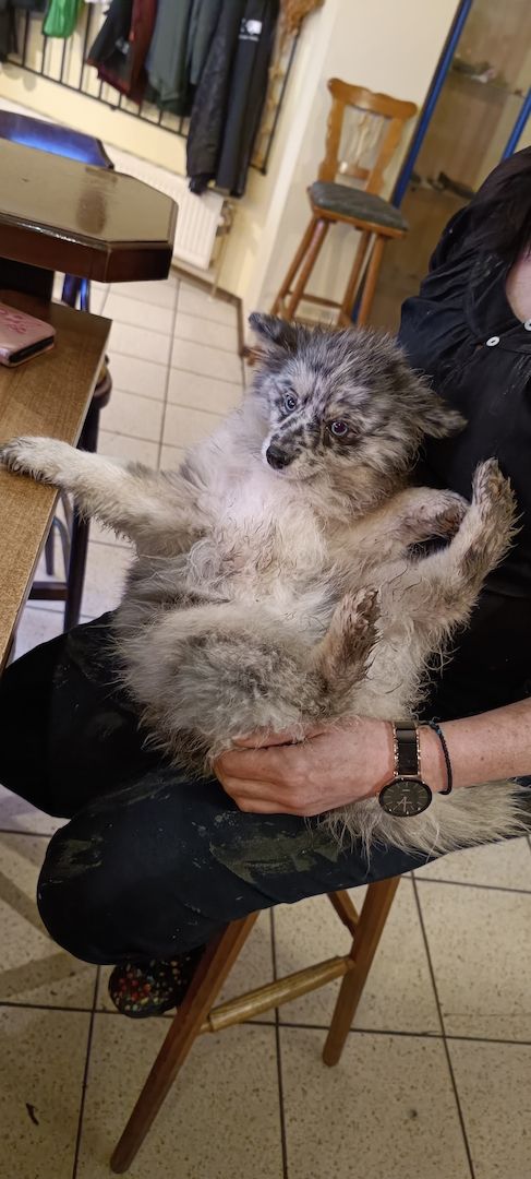 Pomsky Welpen Pomsky Welpen