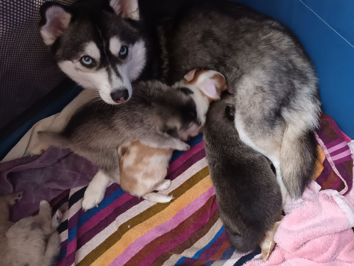 Pomsky Welpen Pomsky Welpen