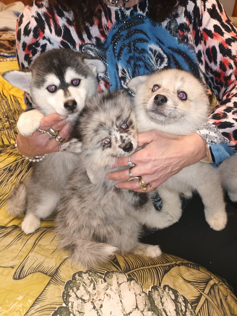 Pomsky Welpen Pomsky Welpen