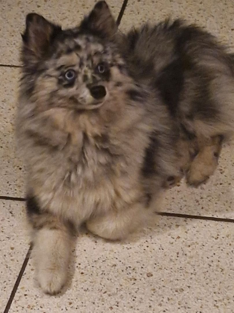 Pomsky Welpen Pomsky Welpen