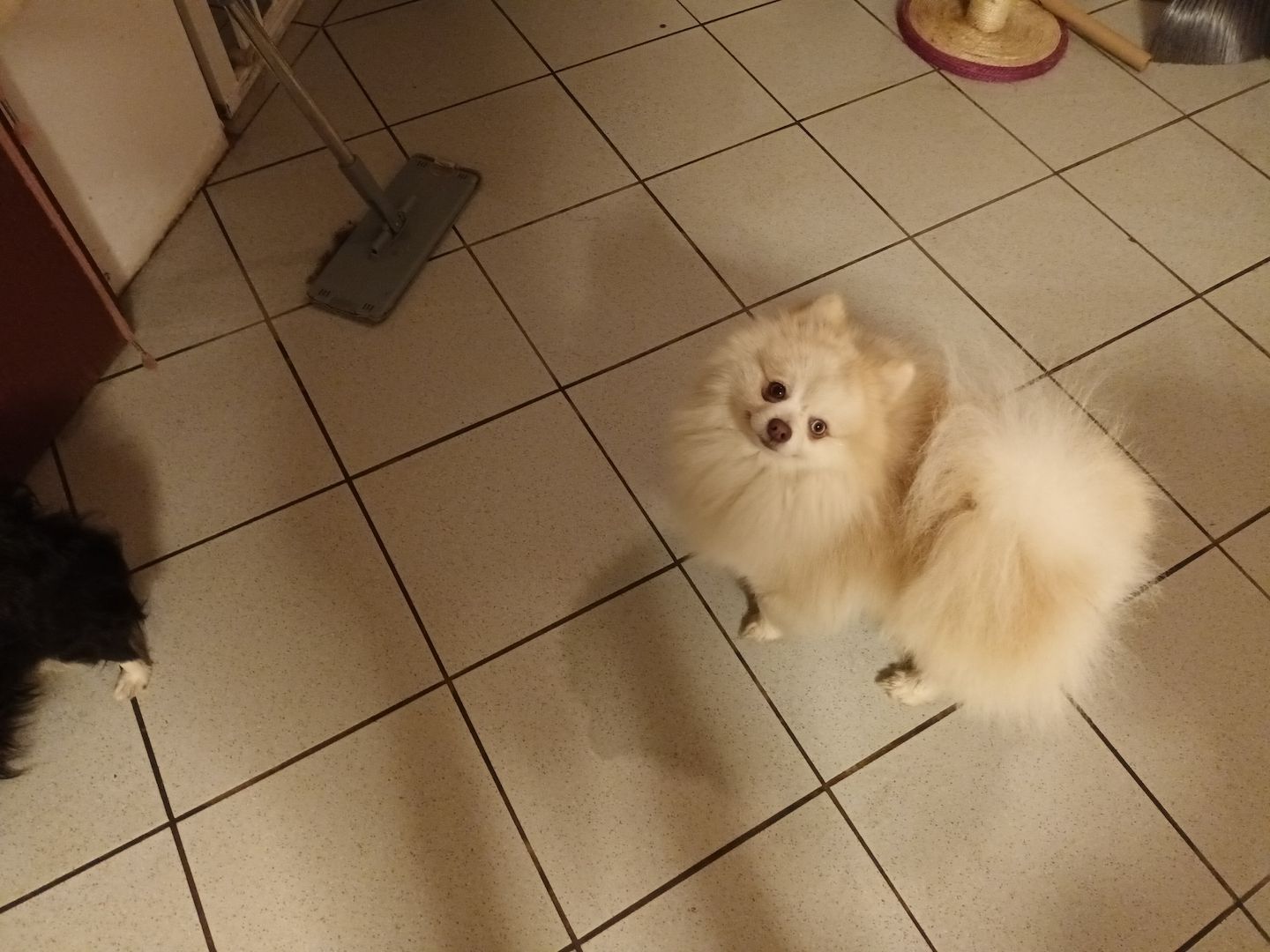 Pomsky Welpen Pomsky Welpen