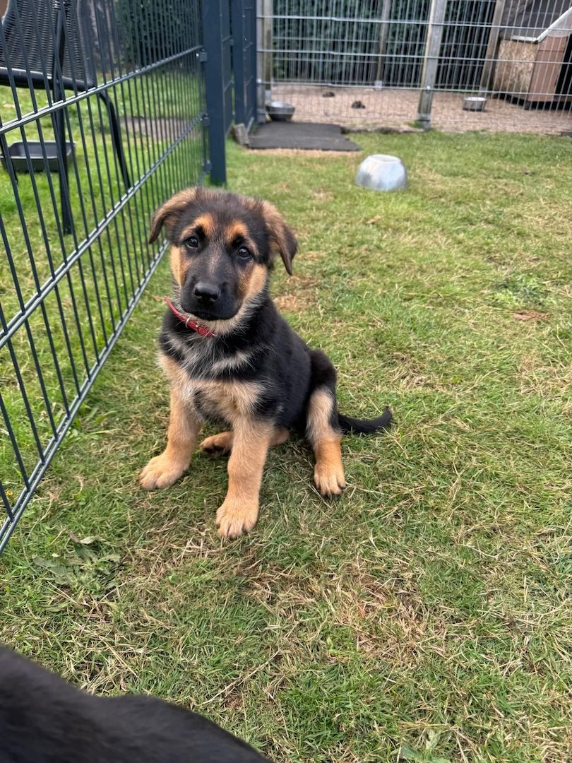 Deutsche Schäferhundin