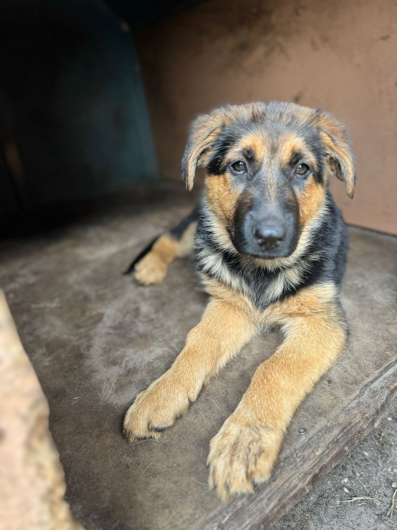 Deutsche Schäferhundin