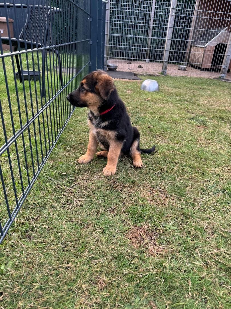 Deutsche Schäferhundin