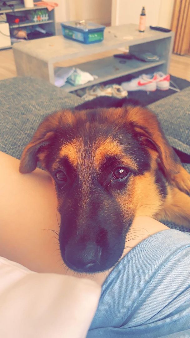 Deutsche Schäferhundin