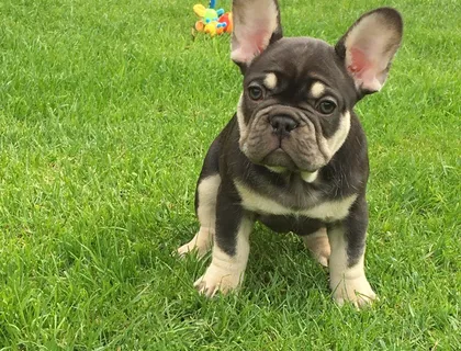 Gut aussehende französische Bulldoggen Welpen