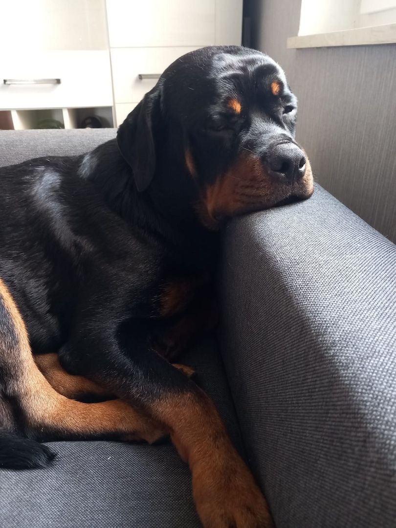 Rottweiler Rüde Rottweiler Rüde