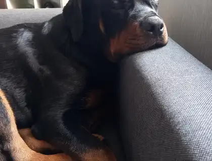 Rottweiler Rüde