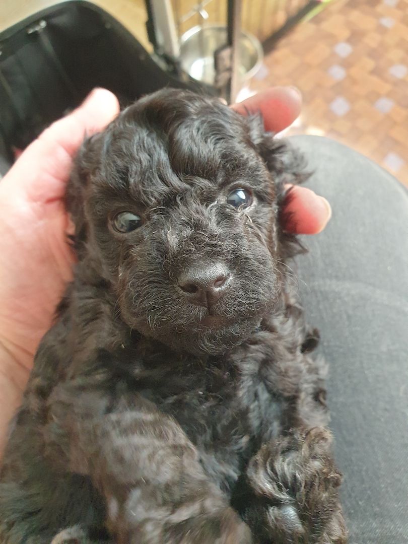 Toypudel Welpen ab Ende August <3