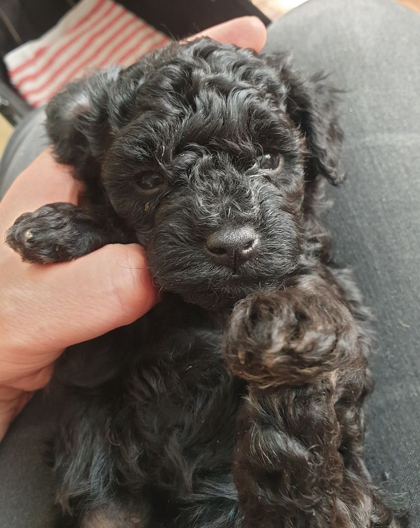 Toypudel Welpen ab Ende August <3