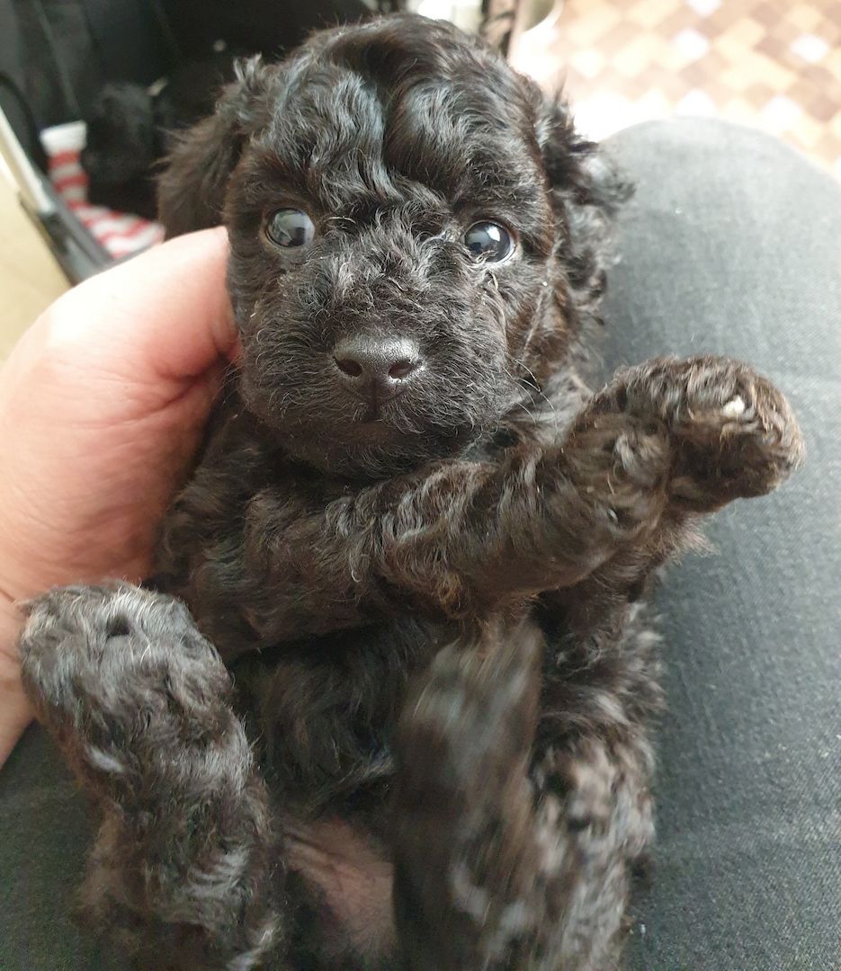 Toypudel Welpen ab Ende August <3