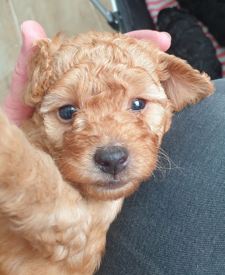 Toypudel Welpen ab Ende August <3