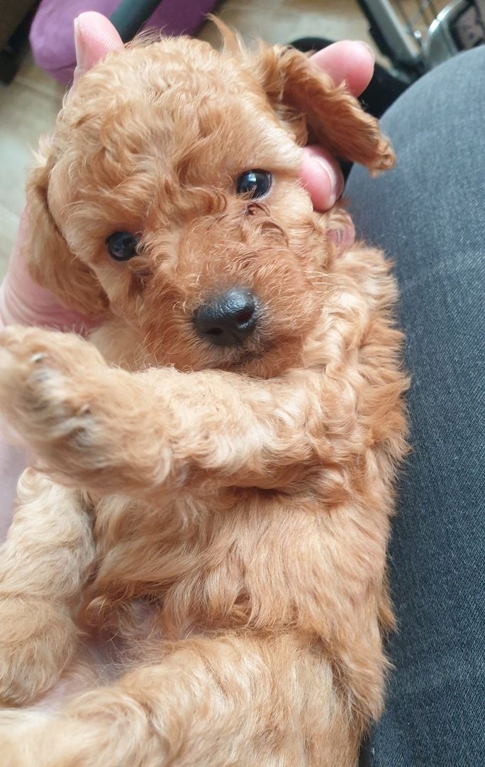 Toypudel Welpen ab Ende August <3