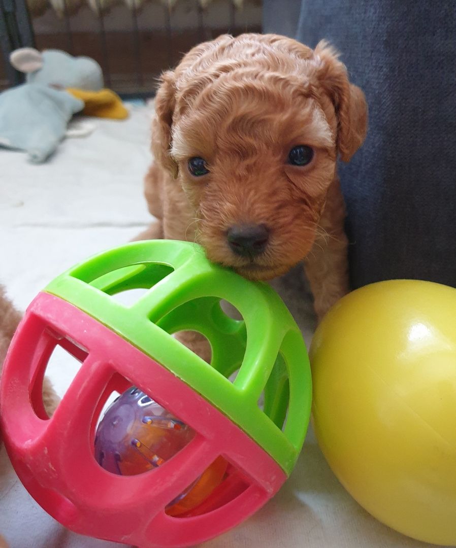 Toypudel Welpen ab Ende August <3