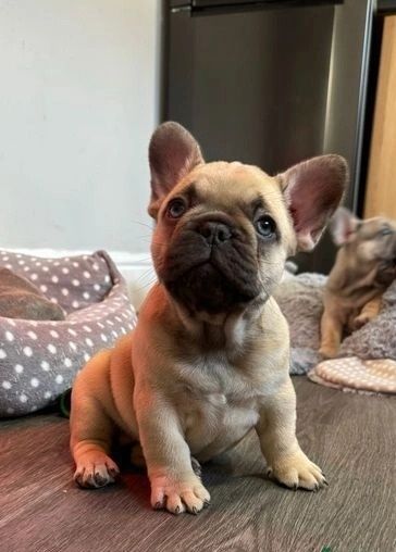 Französische Bulldoggenwelpen verfügbar