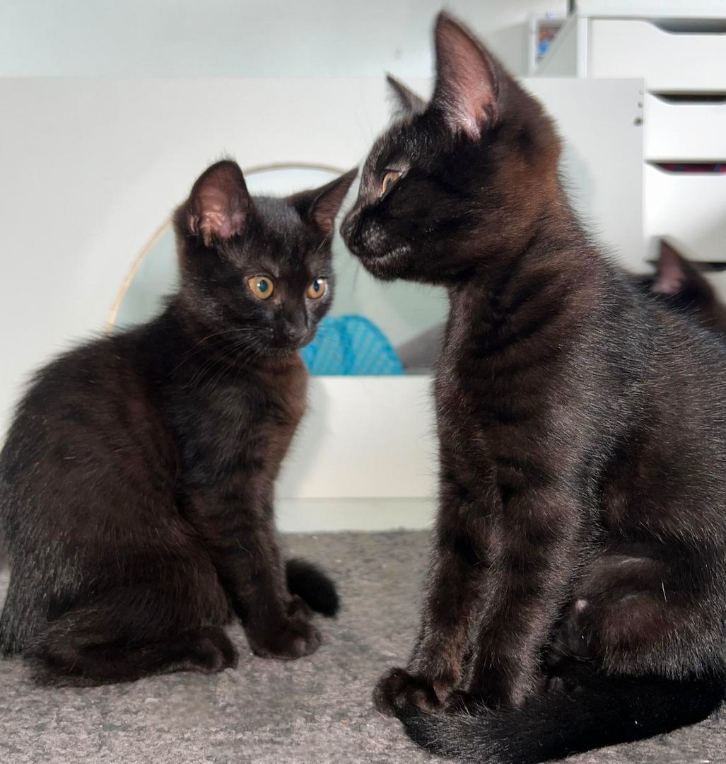 2 weibliche Katzenbabys abzugeben / Babykatzen / 12 Wochen Mischlinge / BKH x EKH