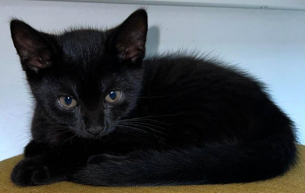 2 weibliche Katzenbabys abzugeben / Babykatzen / 12 Wochen Mischlinge / BKH x EKH