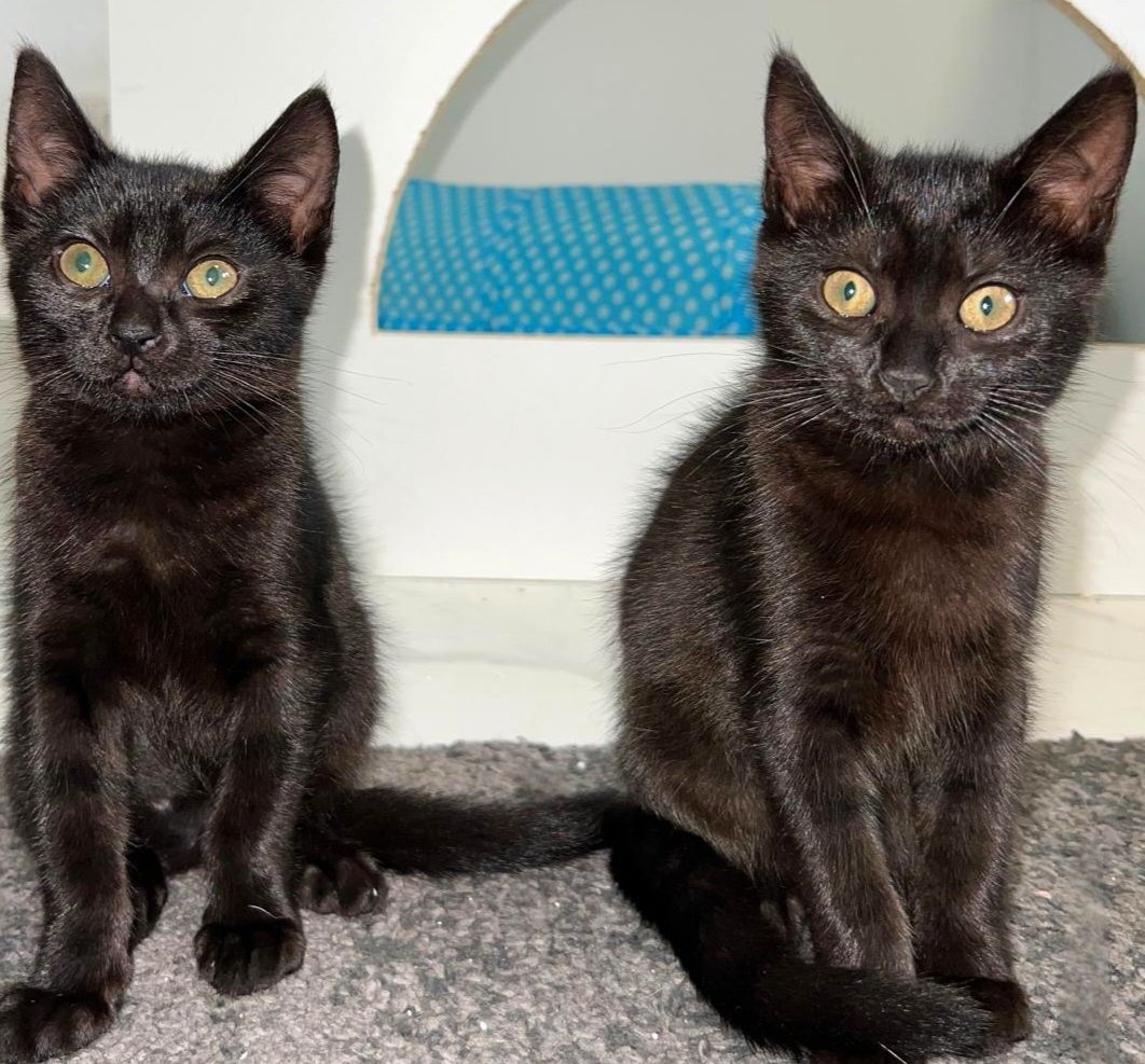 2 weibliche Katzenbabys abzugeben / Babykatzen / 12 Wochen Mischlinge / BKH x EKH