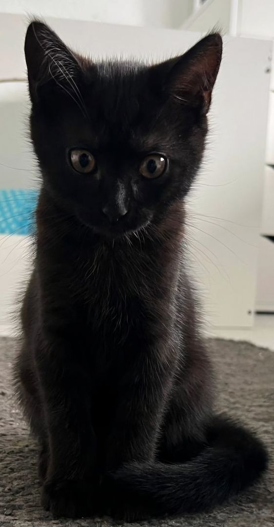 2 weibliche Katzenbabys abzugeben / Babykatzen / 12 Wochen Mischlinge / BKH x EKH