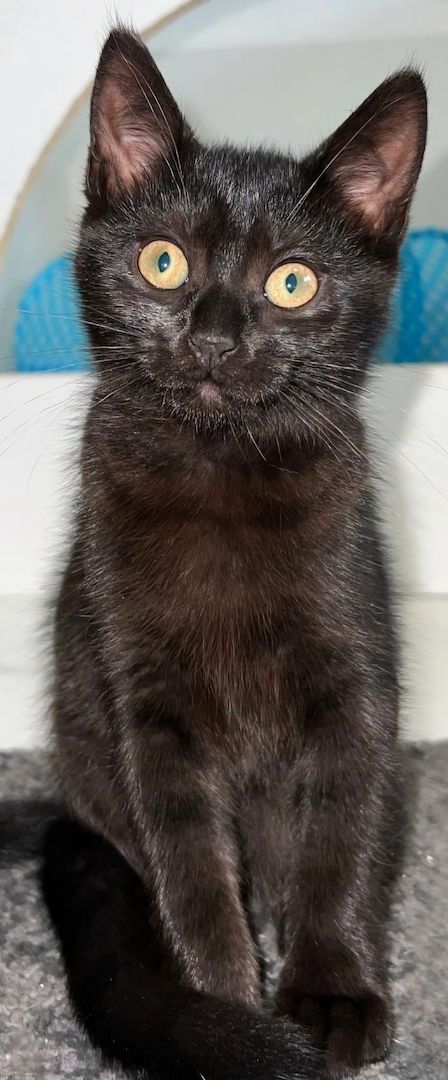 2 weibliche Katzenbabys abzugeben / Babykatzen / 12 Wochen Mischlinge / BKH x EKH