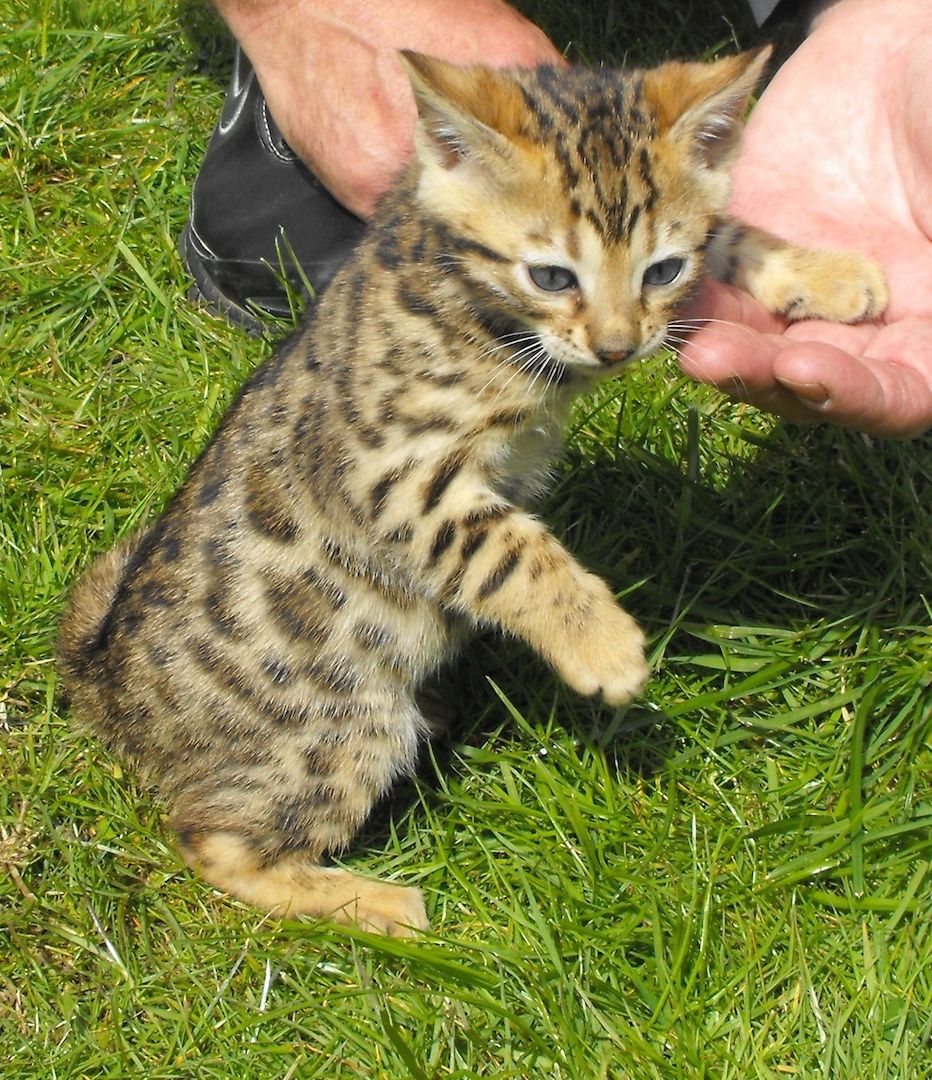 Bengalkitten mit Stammbaum