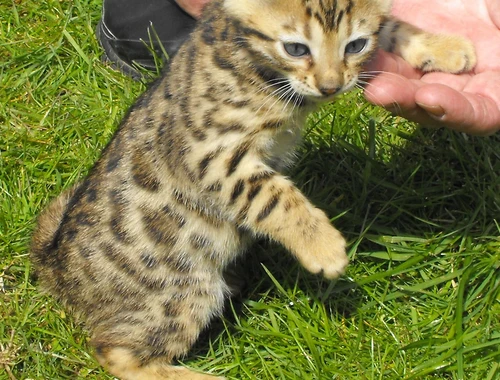 Bengalkitten mit Stammbaum