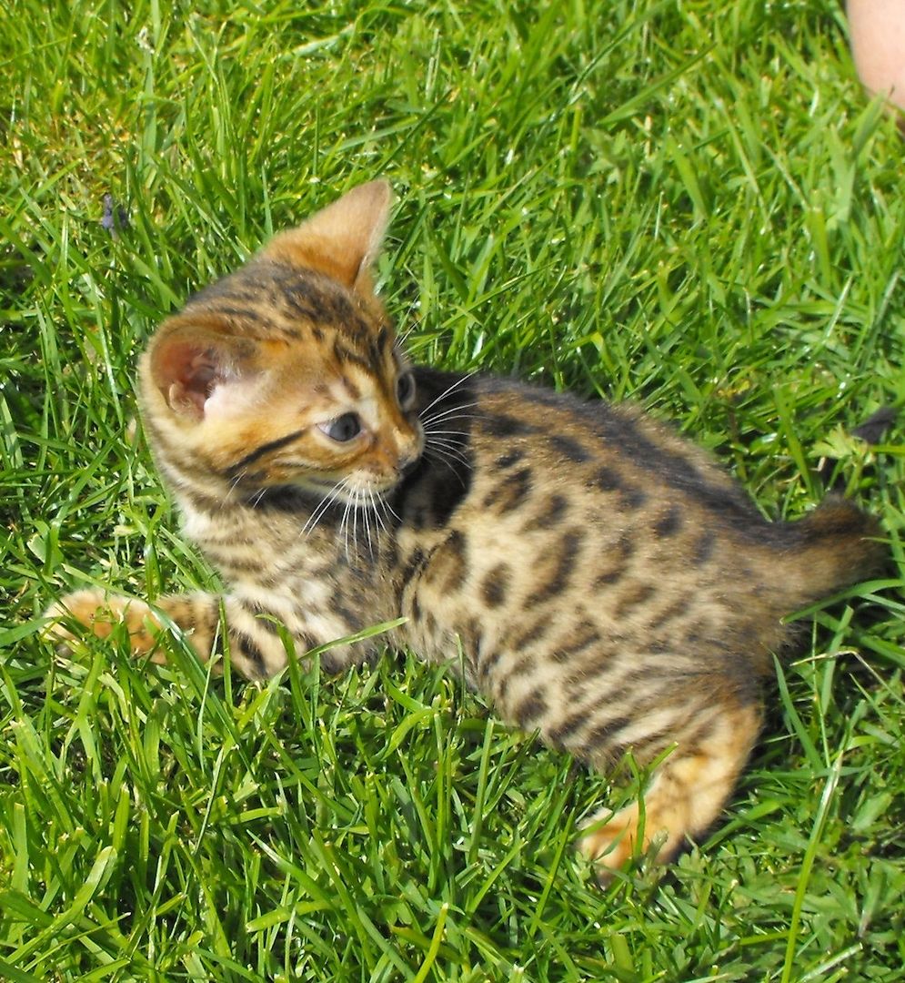 Bengalkitten mit Stammbaum