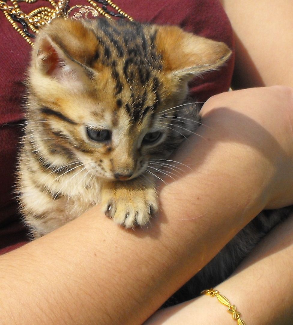 Bengalkitten mit Stammbaum