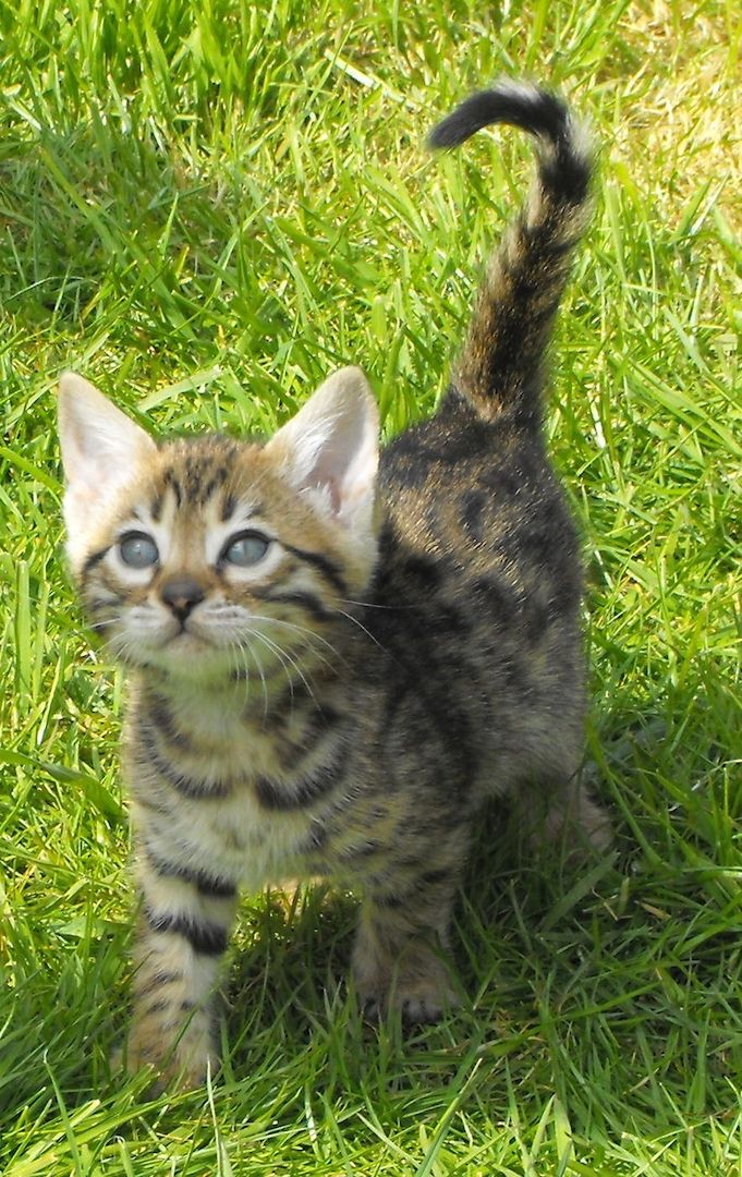 Bengalkitten mit Stammbaum