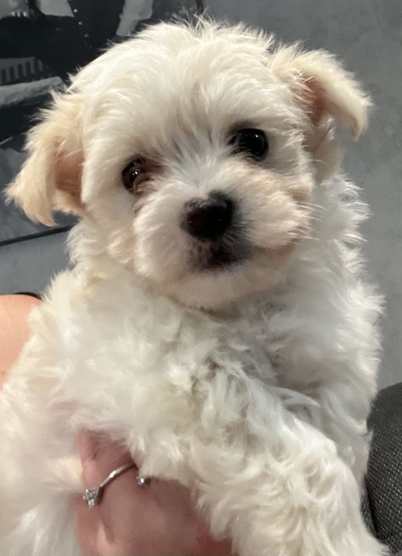 Malti Rüde will ausziehen