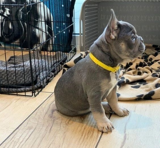 Bezaubernde Französische Bulldoggenwelpen