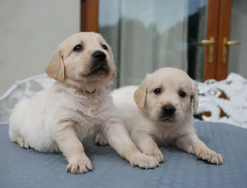 Gut ausgebildete Golden Retriever-Welpen