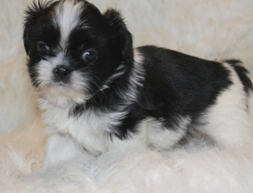 Gut ausgebildete Shih Tzu-Welpen