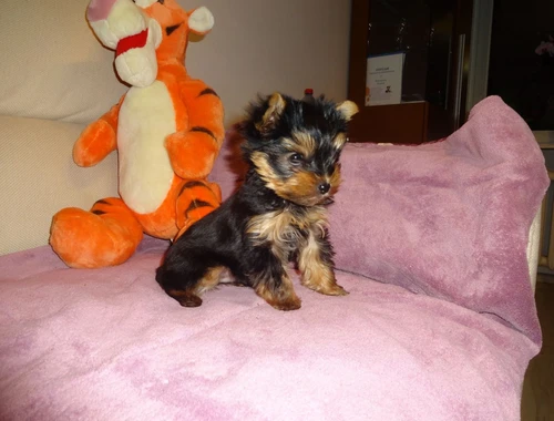 Gut ausgebildete Yorkshire-Terrier-Welpen