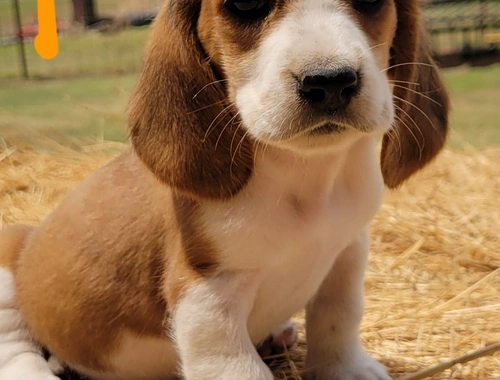 Gut ausgebildete Basset Hound-Welpen