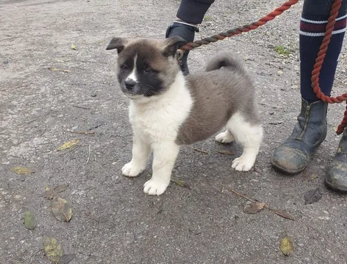 Gut ausgebildete Akita-Inu-Welpen