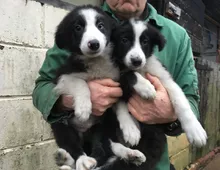 Gut ausgebildete Border-Collie-Welpen