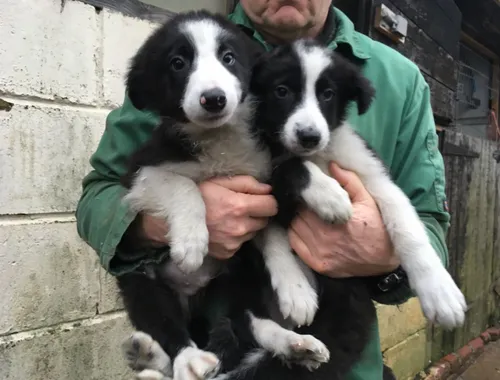 Gut ausgebildete Border-Collie-Welpen