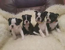 Gut ausgebildete Boston-Terrier-Welpen