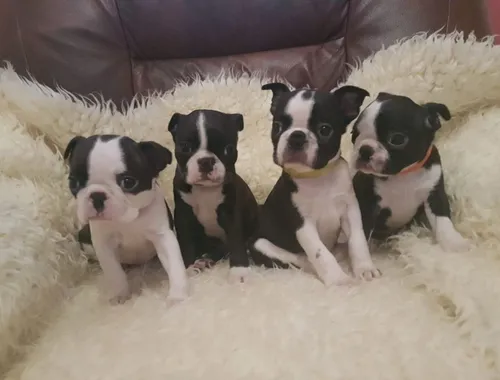 Gut ausgebildete Boston-Terrier-Welpen