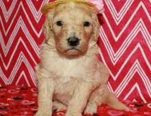 Gut ausgebildete Goldendoodle-Welpen