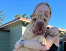 Gut ausgebildete Shar-Pei-Welpen