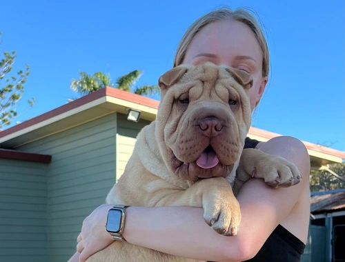 Gut ausgebildete Shar-Pei-Welpen