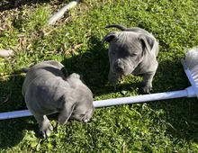 Gut ausgebildete Staffordshire Bull Terrier-Welpen