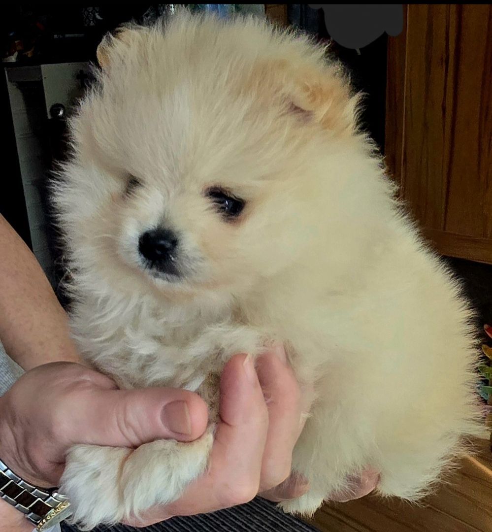 Pomeranian Typ Teddy Mädel Pomeranian Typ Teddy Mädel