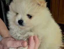 Pomeranian Typ Teddy Mädel