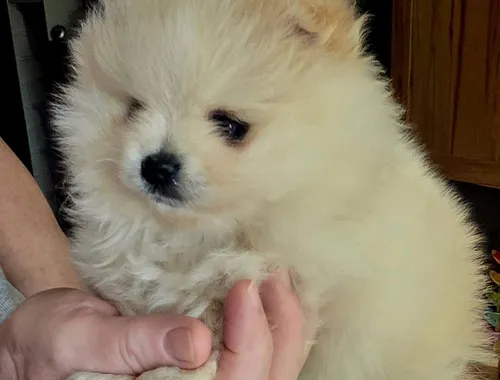 Pomeranian Typ Teddy Mädel