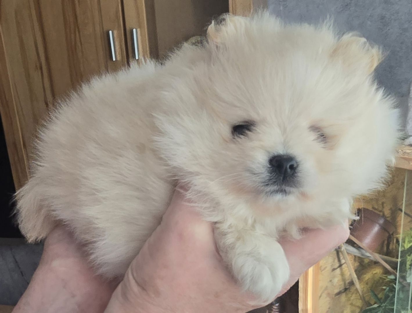 Pomeranian Typ Teddy Mädel Pomeranian Typ Teddy Mädel