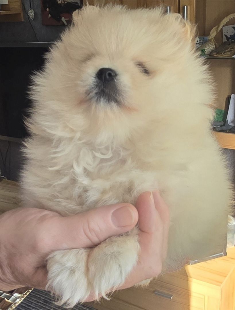 Pomeranian Typ Teddy Mädel Pomeranian Typ Teddy Mädel