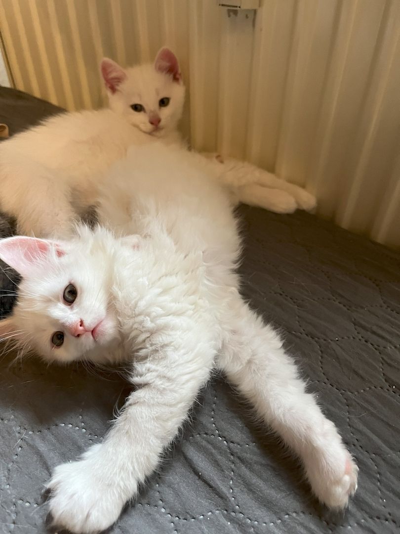 Khao Manee, Maine Coon, EKH